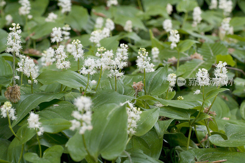 五月百合(Maianthemum bifolium)